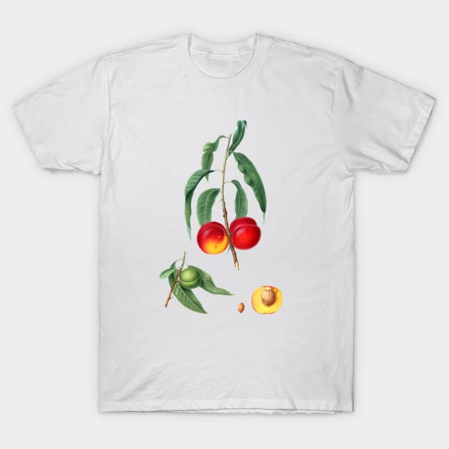 Vintage Botanical Illustration - Walnut Peach 048 T-Shirt by Holy Rock Design